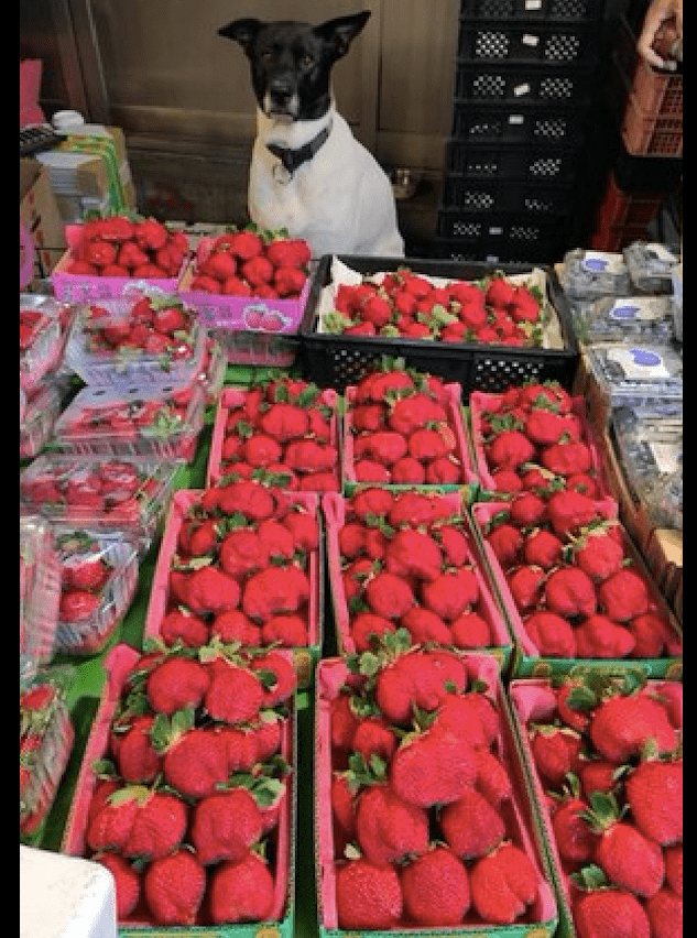 China – a dog helps its owner sell strawberries, and if he can’t sell them, he is sad: buy strawberries and pick up the dog for free