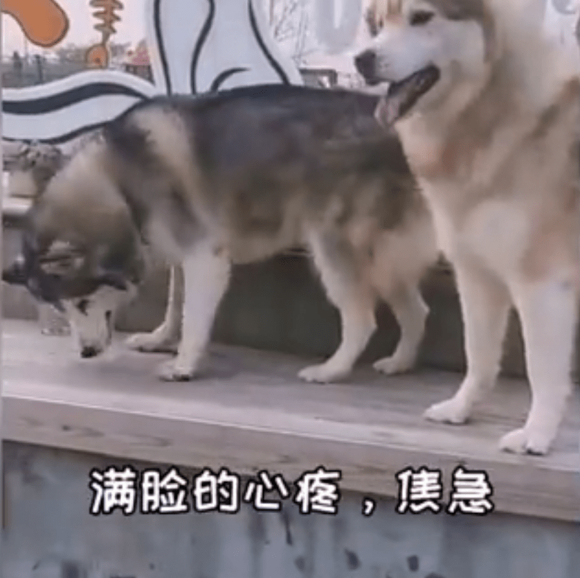 ChiNa – The all-blind dog was afraid to go down the steps, and his brother patiently taught him
