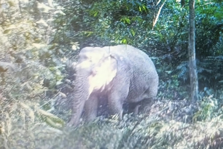 Elephant herd in Vietnam has lost thousands of elephants.