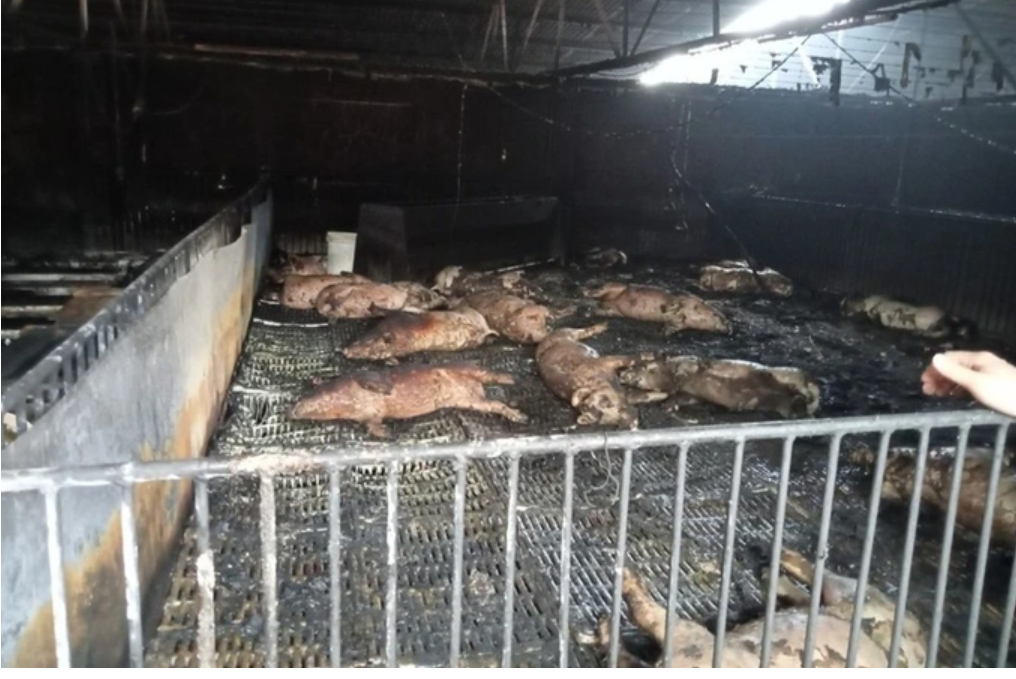 VietNam – Farm fire leaves 400 pigs on fire