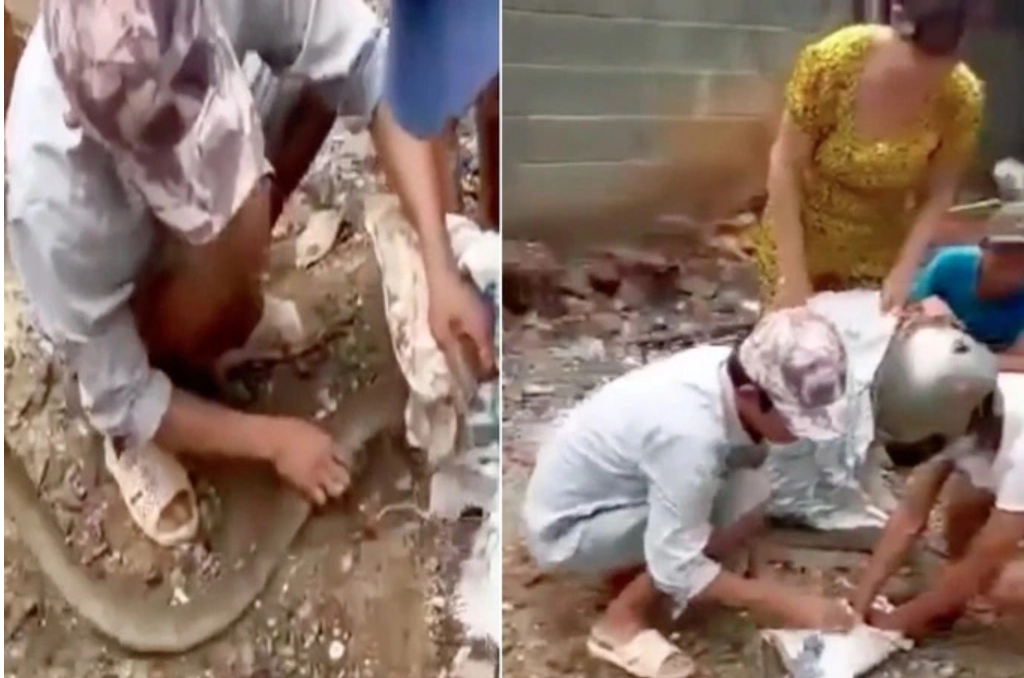 VietNam – Video – Snake crawls into neighbor’s house, man bitten to death by snake