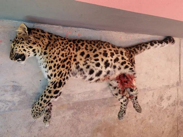 The Chinese leopard that did not escape the “road kill”